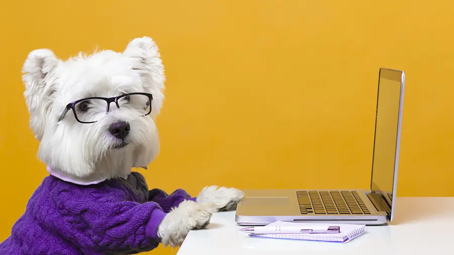 Equipe de especialistas em contabilidade para clínicas veterinárias